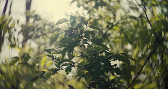 Trees and grass blooming on a sunny spring day
