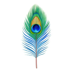 Peacock Feather Close-Up View and Texture