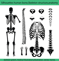 Naklejka premium Black and white silhouettes human bone,Skeleton structure,anatomy,skeletal system, medical illustrations,vector, horror, anatomy, cut out, people, design, human body part, clip art, outline, bone