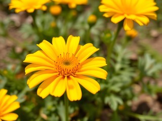 Vibrant Yellow Daisy Flowers Blooming in a Garden Nature, Spring, Floral Beauty, Sunshine
