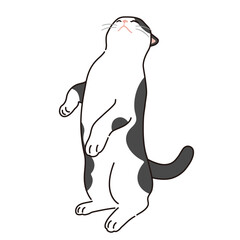 Illustration of a black and white cat standing up on its hind legs