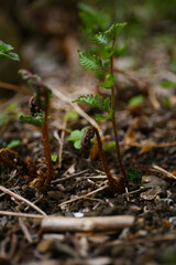 close up botanical background of fern sprouts
