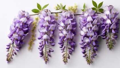 wisteria