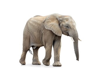 High Resolution of Elephant Isolated on White Background  Wildlife Illustration