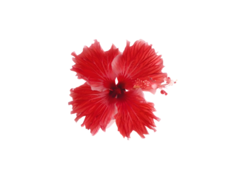 red hibiscus flower isolated on transparent background 
