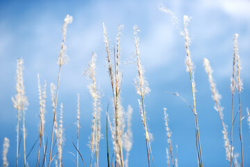 Soft Grasses Against a Blue Sky with Gentle Clouds and Bright Light
