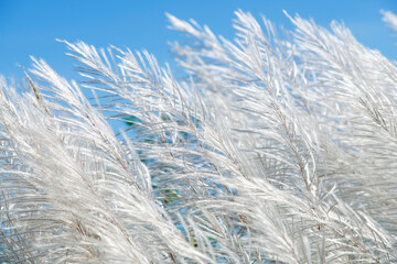 Soft White Grass Blades Against Clear Blue Sky in Natural Setting