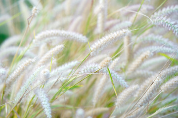 Soft Focus of Delicate Grass with White Fluffy Tips in Natural Light