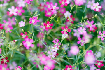 Fototapeta premium Vibrant Pink Wildflowers Blooming in a Green Garden Background