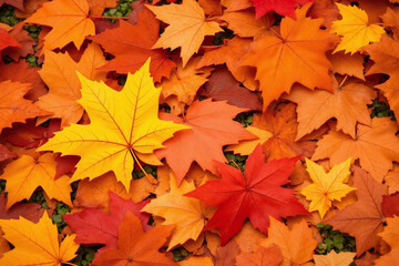 pile of colorful autumn leaves on the ground1