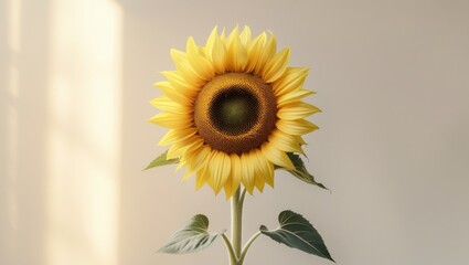 Obraz premium The Sunflower Isolated White Background