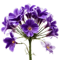 Zoysia isolated on white background