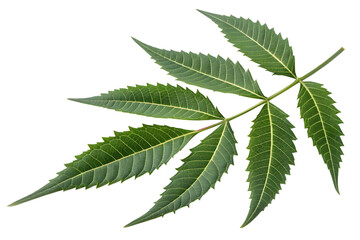 Fresh Green Neem Leaves isolated on transparent background