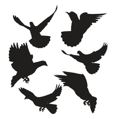 silhouette of a flying pigeon