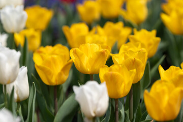 Obraz premium Sea of beautiful Tulipa gesneriana