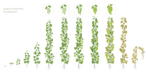 Hop Plant Growth Stages - Botanical Vector Illustration © Ilia