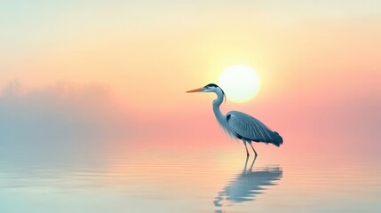 Great Blue Heron Sunrise with Calm Water, and Misty Lake.