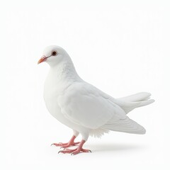 Obraz premium A white standing pigeon or a dove stands on a white background