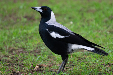 Australian Magpie (Gymnorhina tibicen) standing in grass