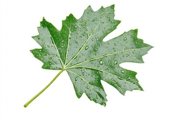 Single wet maple leaf