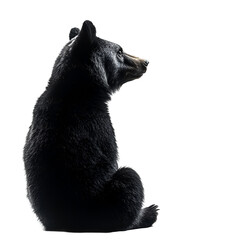 Obraz premium Black bear sitting profile view dark background wildlife animal portrait