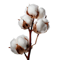  A cotton plant stem with fluffy white fibers