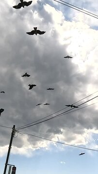Black Kites Soaring Over Kamakura Skies
