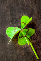 Four-leaf clover symbolizing luck and fortune on rustic wood
