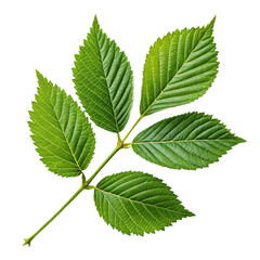 Fresh green leaves isolated on white, a closeup of summer foliage from a garden plant . A green leave illustration on white