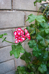 Close-up of a hand holding a garden hose above freshly watered grass, signaling the end of watering