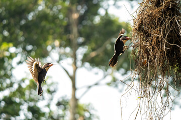 Corydon sumatranus helping each other build a nest.