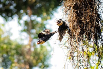 Corydon sumatranus helping each other build a nest.