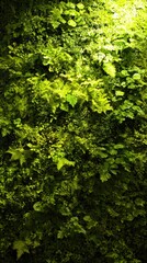 Fototapeta premium Lush green wall with ferns and other plants, vertical view with natural lighting