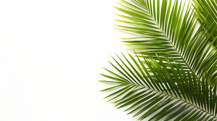 Tropical Palm Leaves On White Background