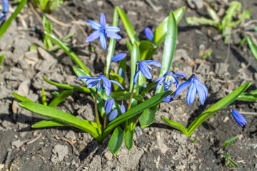 Natural spring snowdrops close-up. Blue spring flowers.