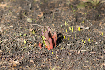 red flower sprouts on the ground