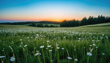 Sunset over a meadow of daisies