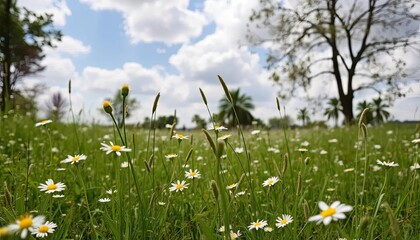 Fototapeta premium Field of daisies under a partly cloudy sky
