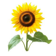 Obraz premium Vibrant Sunflower Isolated on Black Background,