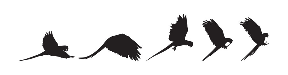 parrot bird fly silhouette 