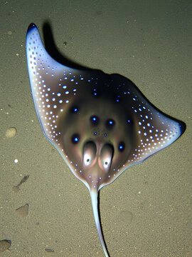 Dasyatis kuhlii, also recognized as Neotrygon kuhlii, is often referred to as the bluespotted maskray or Kuhl's stingray and is a member of the Dasyatidae family
