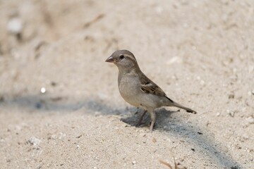Indian Sparrow (Passer domesticus) on sandy ground