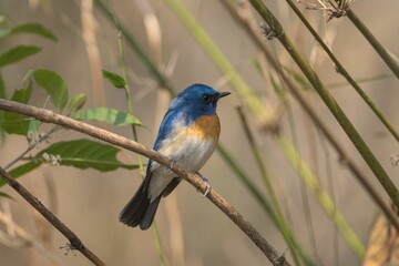 Blue-throated Blue Flycatcher perched on a branch in a natural setting