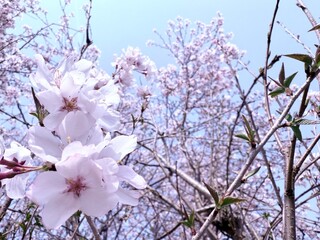 春　桜　自然