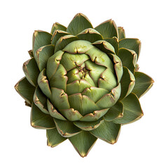 Artichoke flower top view green botanical beauty