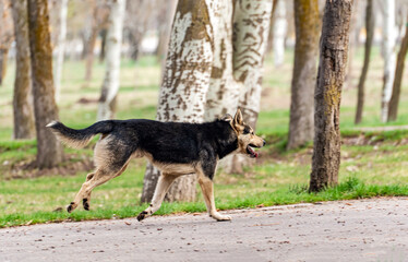 Full-size portrait of a stray mongrel young dog that runs quickly through the park on an asphalt road in early spring, one of its paws touching the ground and three are in the air.