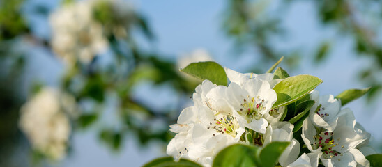 Fototapeta premium Close-up of white blossoms on a tree