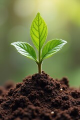 Fototapeta premium Growing plant symbolizing environmental sustainability