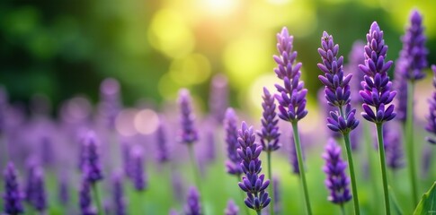 Obraz premium Close-up shot of vibrant purple lavender flowers in full bloom in a lush garden setting with a soft focus background, calm, vibrant