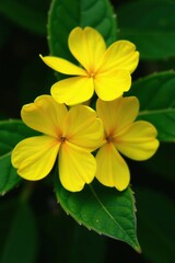 Fototapeta premium Close-up shot of vibrant yellow Caryocar brasiliense flowers with dark green leaves in the background, yellow, bloom